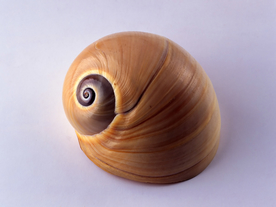 贝壳海螺唯美图片