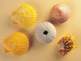 贝壳海螺唯美图片