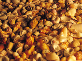 贝壳海螺唯美图片