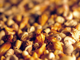 贝壳海螺唯美图片