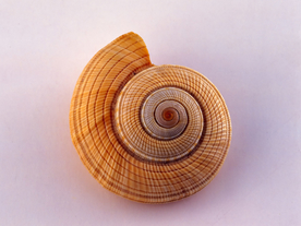 贝壳海螺唯美图片