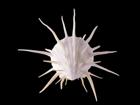 贝壳海螺唯美图片