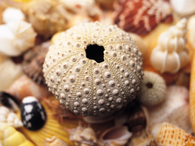 贝壳海螺唯美图片