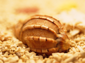 贝壳海螺唯美图片