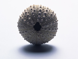 贝壳海螺唯美图片