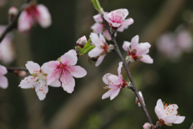 桃花桃树桃花林图片