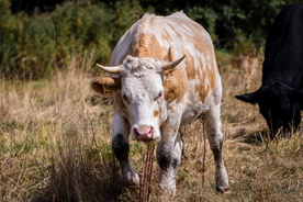 水牛奶牛肉牛黄牛红牛图片