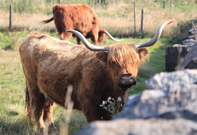 水牛奶牛肉牛黄牛红牛图片
