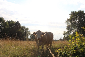 水牛奶牛肉牛黄牛红牛图片