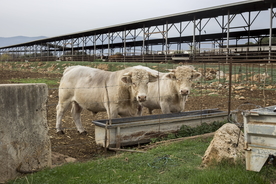 水牛奶牛肉牛黄牛红牛图片