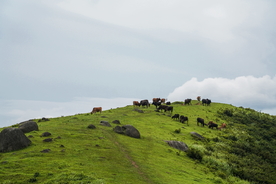水牛奶牛肉牛黄牛红牛图片