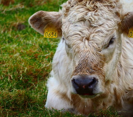 水牛奶牛肉牛黄牛红牛图片