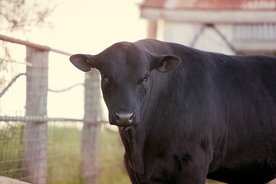 水牛奶牛肉牛黄牛红牛图片