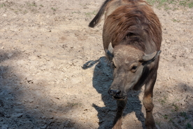 水牛奶牛肉牛黄牛红牛图片