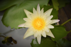 白莲白色睡莲图片