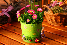 雏菊清新淡雅图片