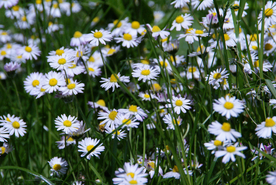 雏菊清新淡雅图片