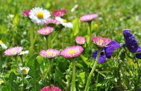 雏菊清新淡雅图片