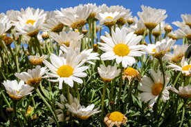 雏菊清新淡雅图片