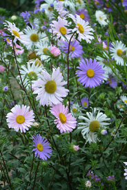雏菊清新淡雅图片