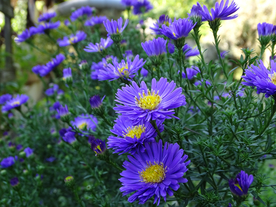 雏菊清新淡雅图片