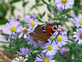 雏菊清新淡雅图片