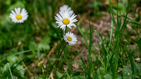 雏菊清新淡雅图片