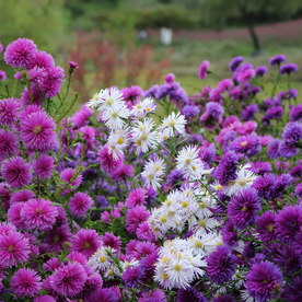 雏菊清新淡雅图片
