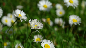雏菊清新淡雅图片