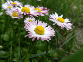雏菊清新淡雅图片