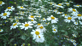 雏菊清新淡雅图片