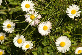 雏菊清新淡雅图片