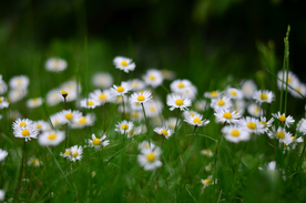 雏菊清新淡雅图片