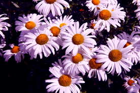 雏菊清新淡雅图片