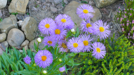 雏菊清新淡雅图片