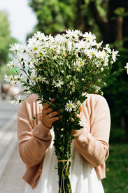 雏菊清新淡雅图片