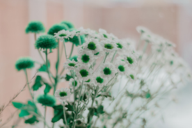 雏菊清新淡雅图片