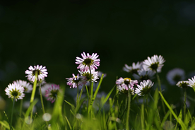 雏菊清新淡雅图片