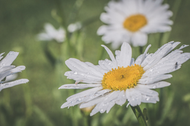 雏菊清新淡雅图片