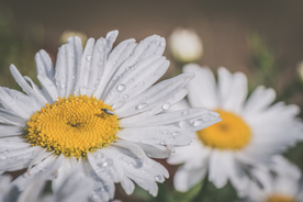 雏菊清新淡雅图片