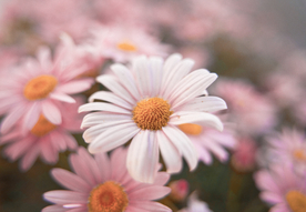 雏菊清新淡雅图片