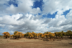 沙漠荒漠戈壁荒野图片