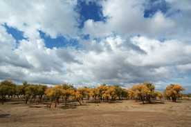 沙漠荒漠戈壁荒野图片