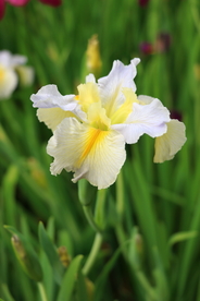 鸢尾花清新图片