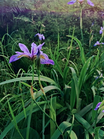 鸢尾花清新图片