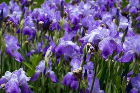 鸢尾花清新图片