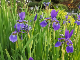 鸢尾花清新图片