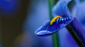 鸢尾花清新图片
