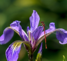 鸢尾花清新图片