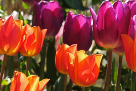 郁金香唯美图片